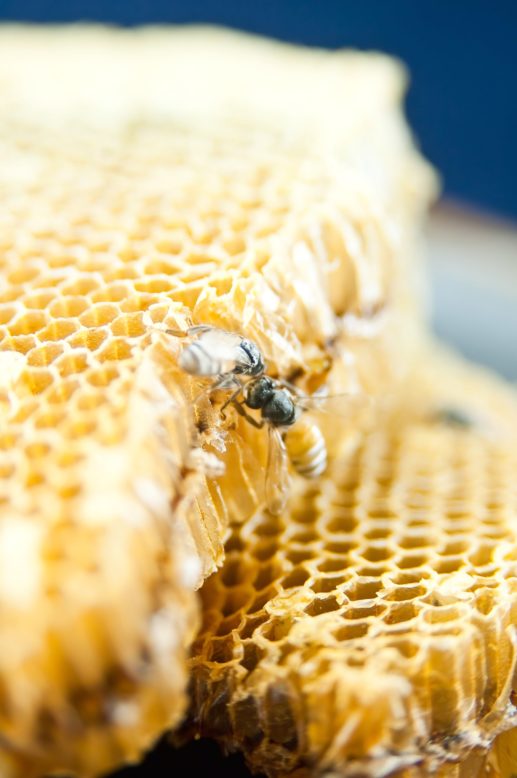 Podsumowanie sezonu pszczelarskiego