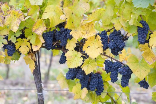 Czy uprawa winogron w Polsce się opłaca?